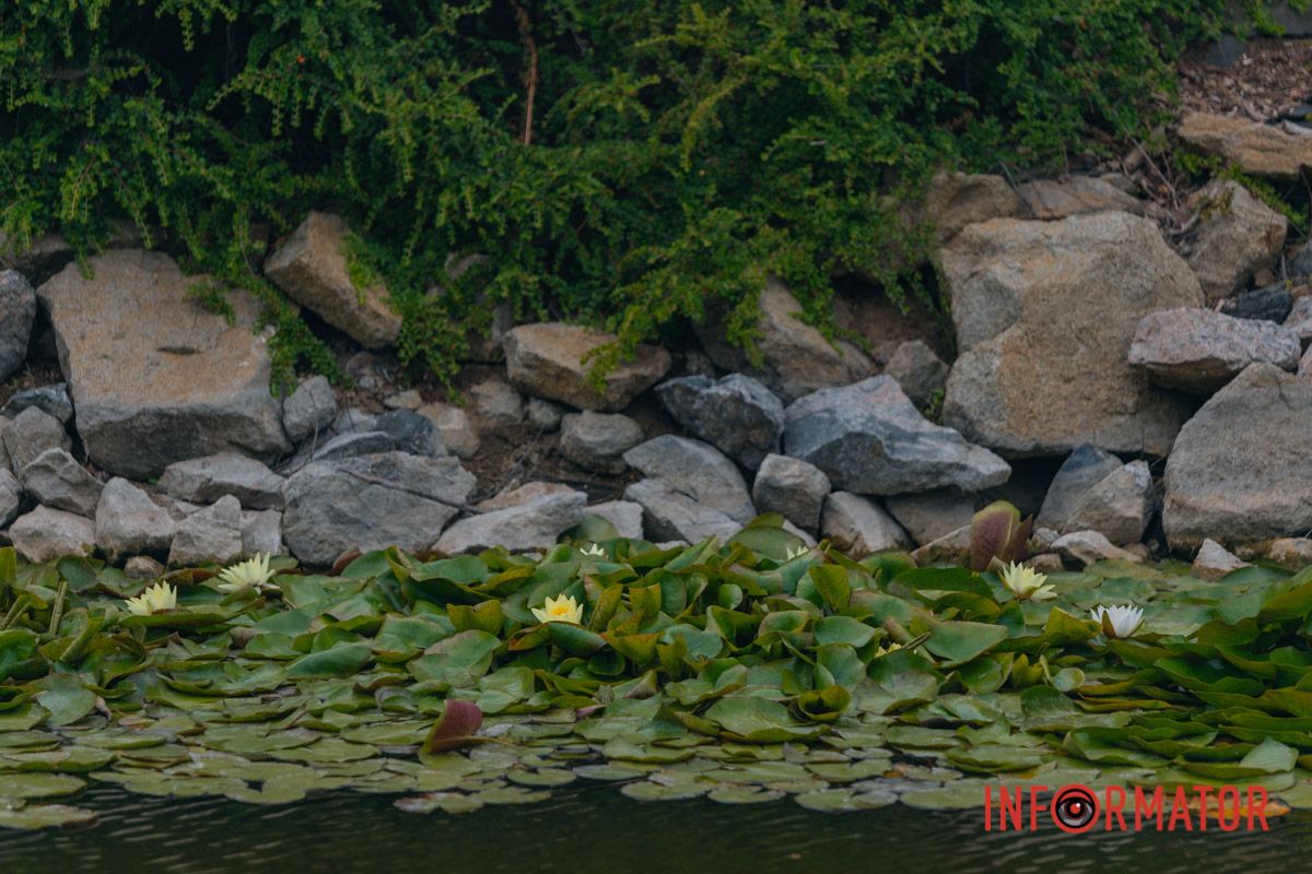 Казка на воді: у яхт-клубі “Січ” розкрились білі, рожеві та персикові лілії 66