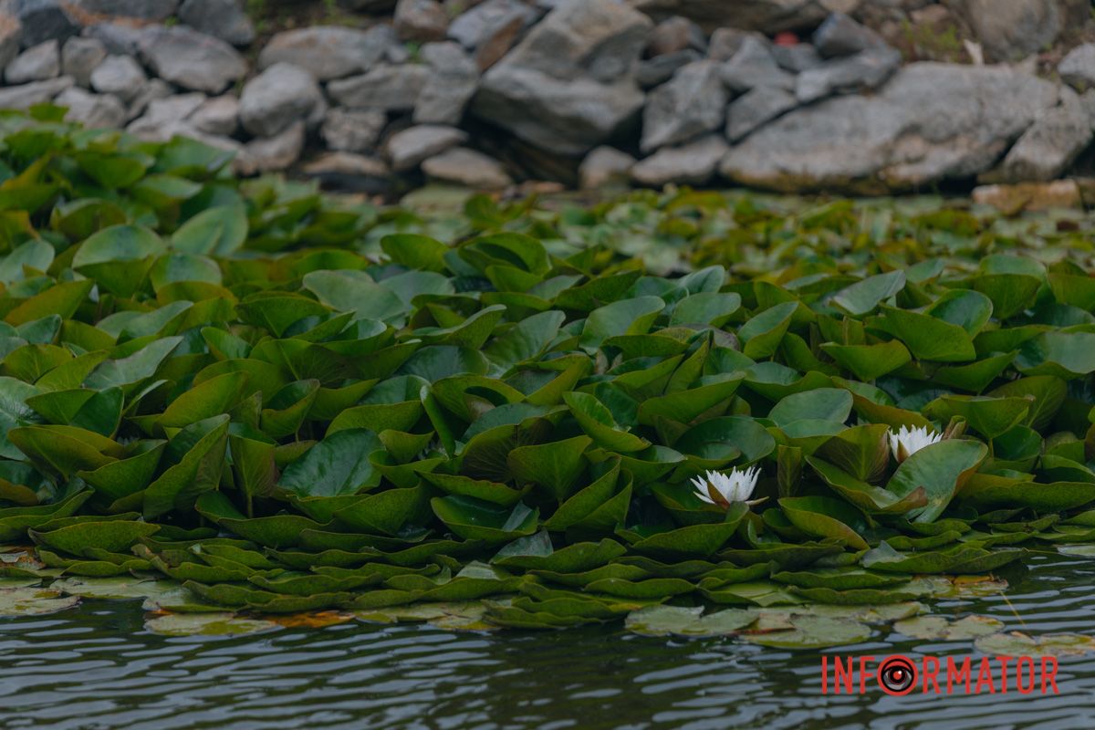 Казка на воді: у яхт-клубі “Січ” розкрились білі, рожеві та персикові лілії 67