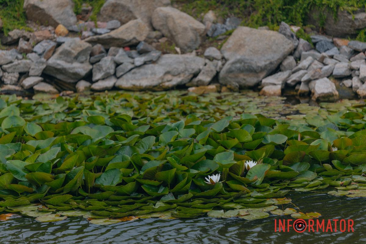 Казка на воді: у яхт-клубі “Січ” розкрились білі, рожеві та персикові лілії 69