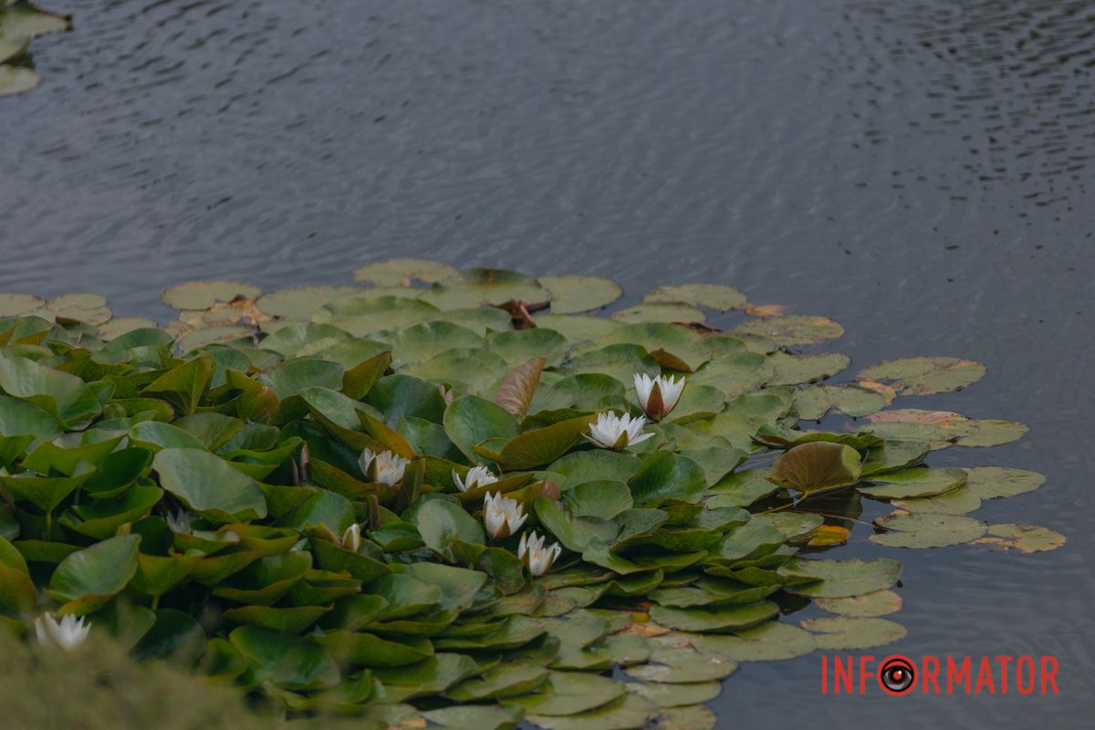 Казка на воді: у яхт-клубі “Січ” розкрились білі, рожеві та персикові лілії 71