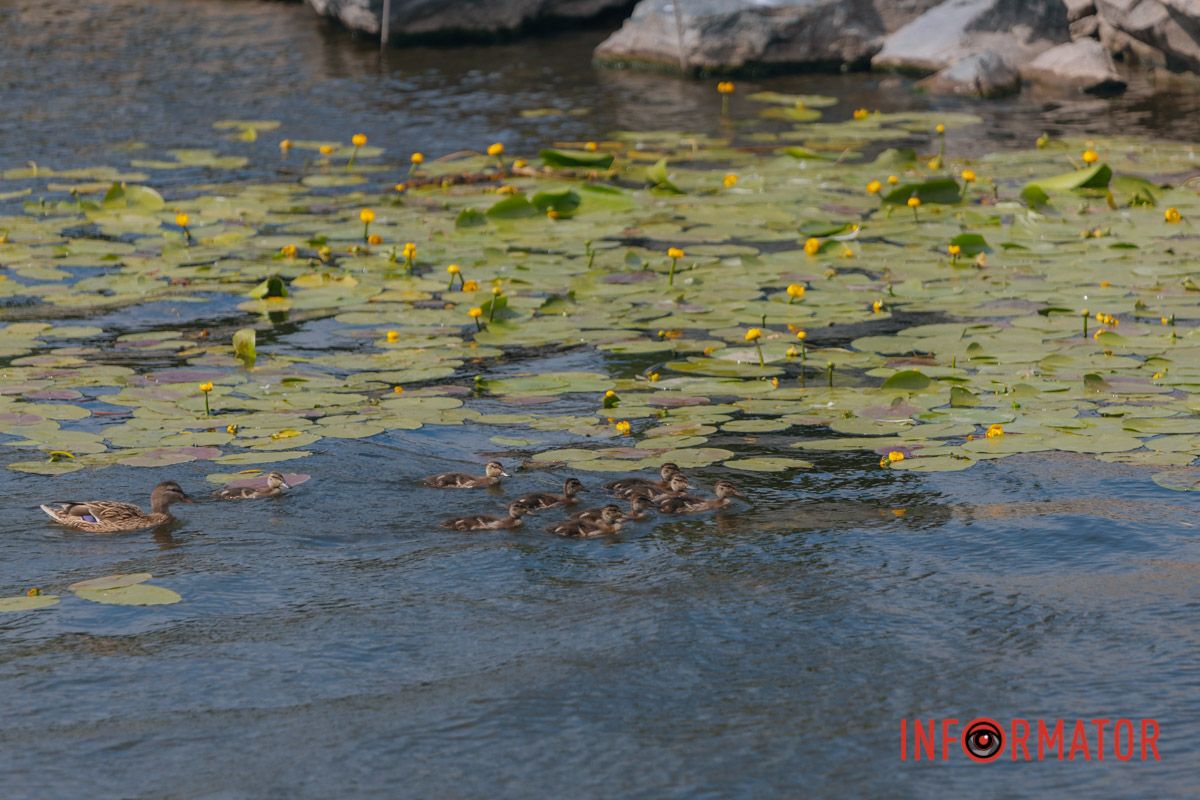 Казка на воді: у яхт-клубі “Січ” розкрились білі, рожеві та персикові лілії 72