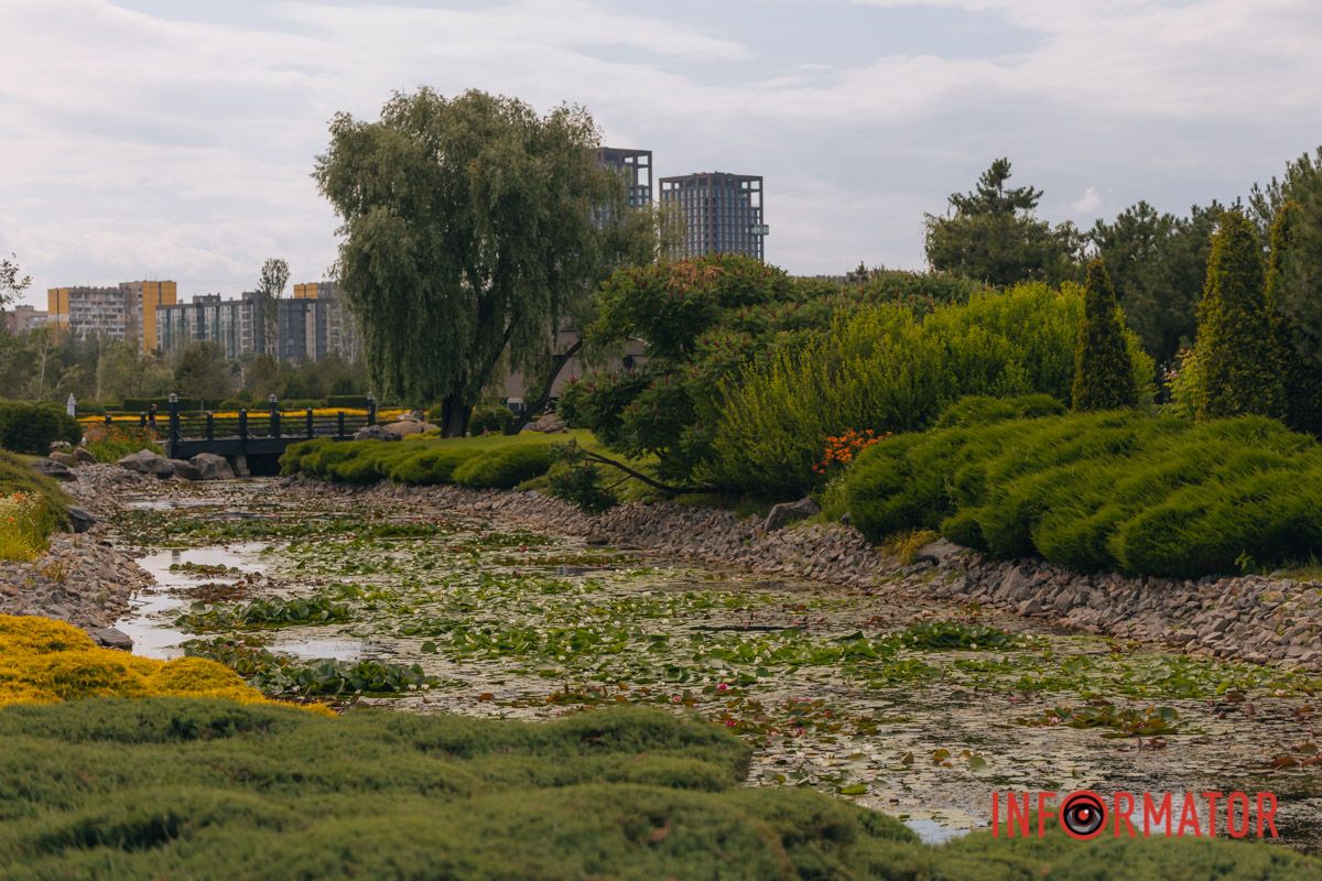 Казка на воді: у яхт-клубі “Січ” розкрились білі, рожеві та персикові лілії 73