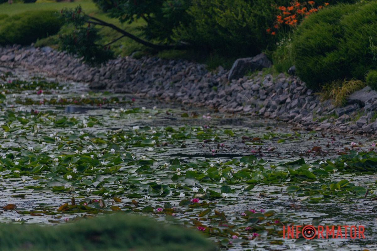 Казка на воді: у яхт-клубі “Січ” розкрились білі, рожеві та персикові лілії 74