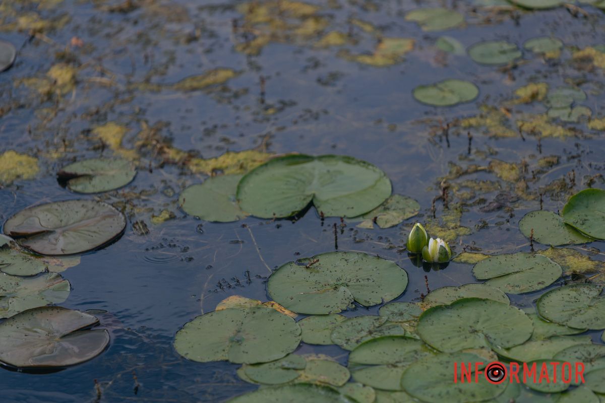 Казка на воді: у яхт-клубі “Січ” розкрились білі, рожеві та персикові лілії 75