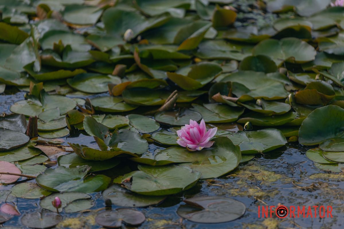 Казка на воді: у яхт-клубі “Січ” розкрились білі, рожеві та персикові лілії 79