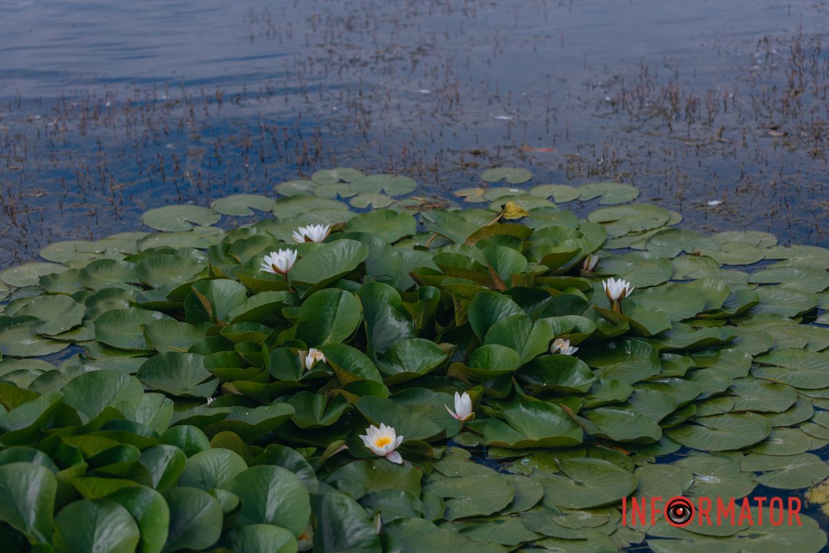 Казка на воді: у яхт-клубі “Січ” розкрились білі, рожеві та персикові лілії 76