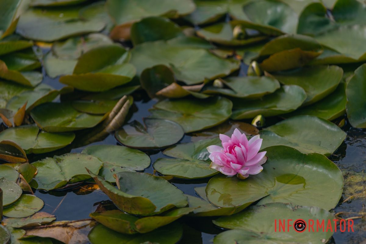 Казка на воді: у яхт-клубі “Січ” розкрились білі, рожеві та персикові лілії 77