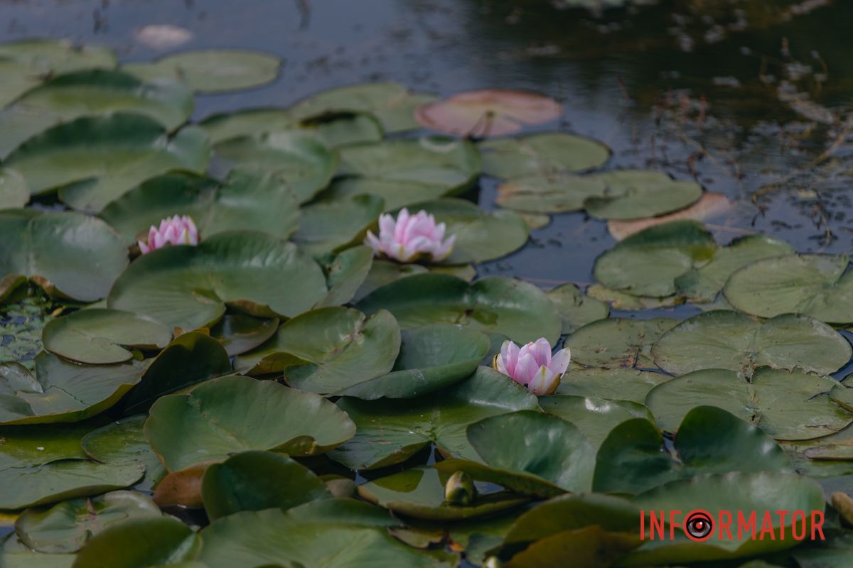 Казка на воді: у яхт-клубі “Січ” розкрились білі, рожеві та персикові лілії 78