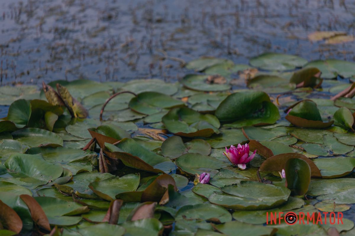Казка на воді: у яхт-клубі “Січ” розкрились білі, рожеві та персикові лілії 80