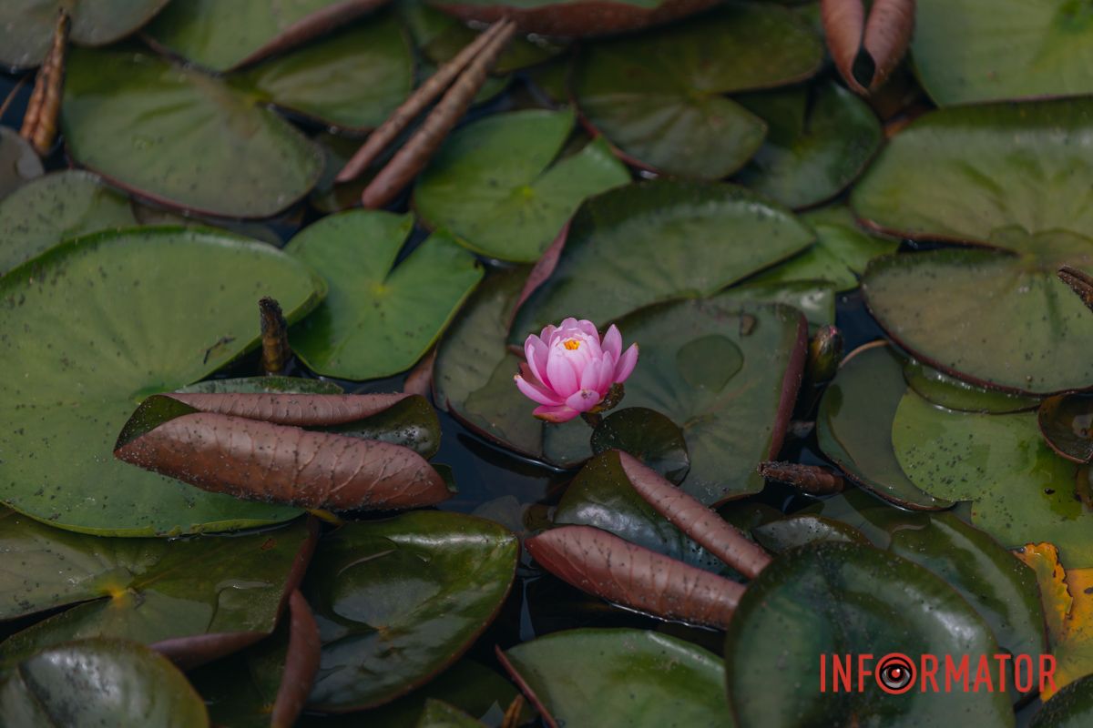 Казка на воді: у яхт-клубі “Січ” розкрились білі, рожеві та персикові лілії 81