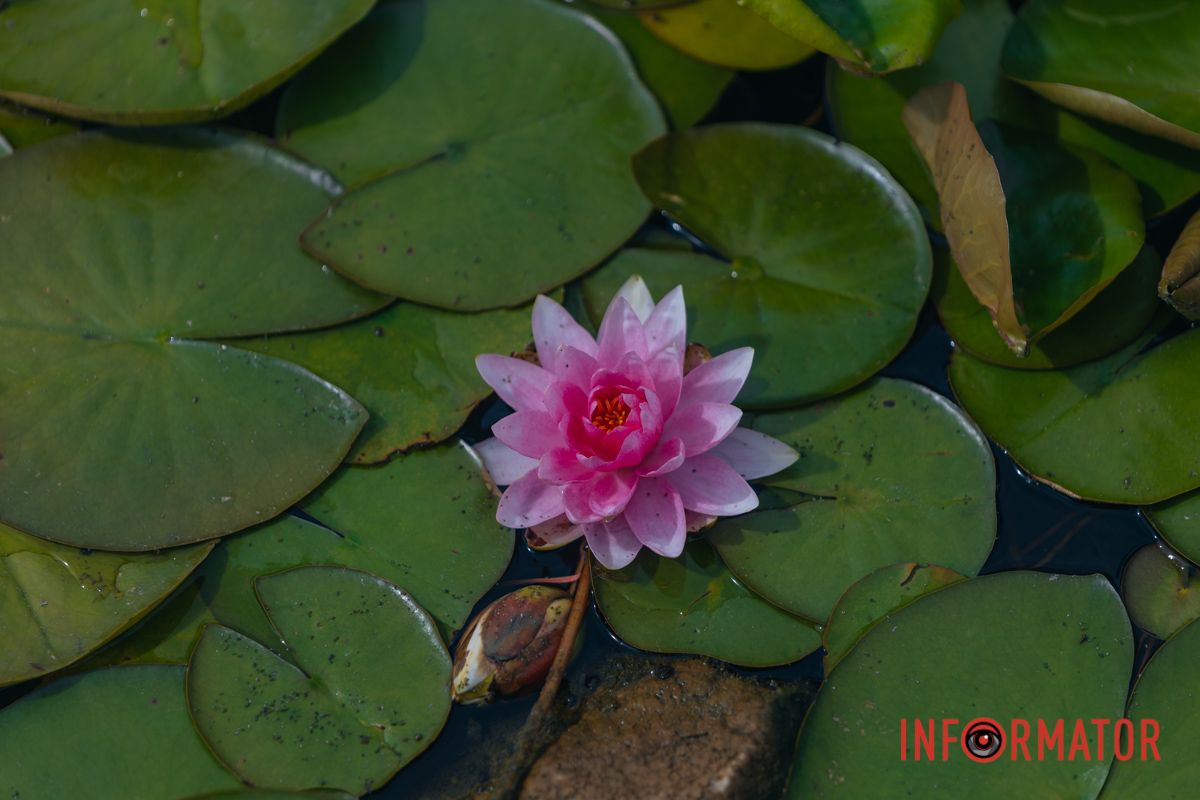 Казка на воді: у яхт-клубі “Січ” розкрились білі, рожеві та персикові лілії 82