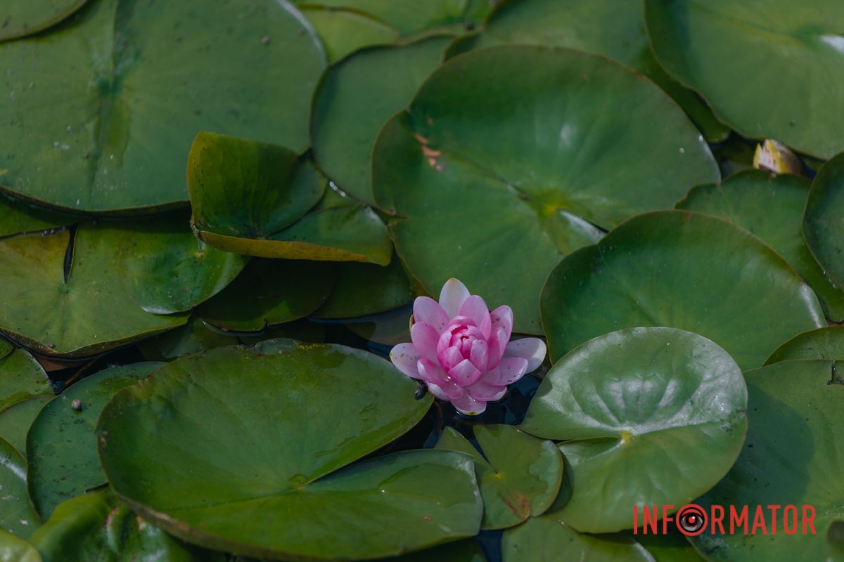 Казка на воді: у яхт-клубі “Січ” розкрились білі, рожеві та персикові лілії 83