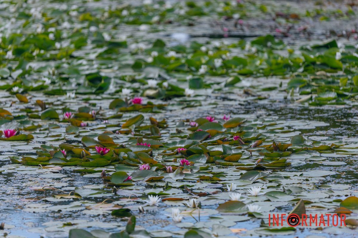 Казка на воді: у яхт-клубі “Січ” розкрились білі, рожеві та персикові лілії 85
