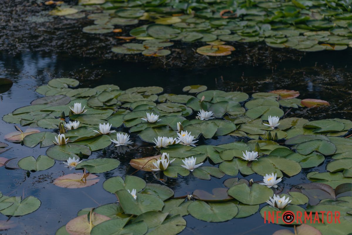 Казка на воді: у яхт-клубі “Січ” розкрились білі, рожеві та персикові лілії 86