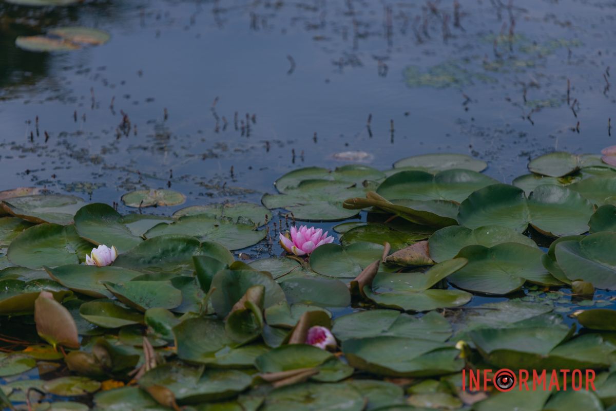 Казка на воді: у яхт-клубі “Січ” розкрились білі, рожеві та персикові лілії 87