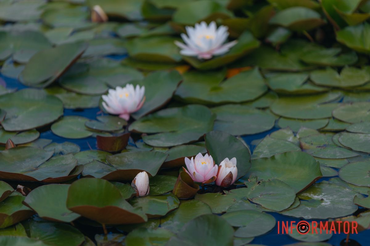 Казка на воді: у яхт-клубі “Січ” розкрились білі, рожеві та персикові лілії 88