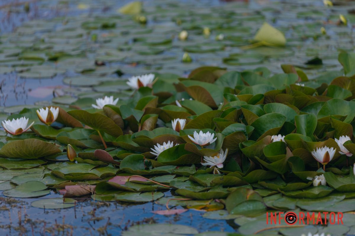 Казка на воді: у яхт-клубі “Січ” розкрились білі, рожеві та персикові лілії 91