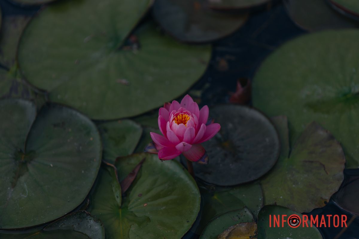 Казка на воді: у яхт-клубі “Січ” розкрились білі, рожеві та персикові лілії 92