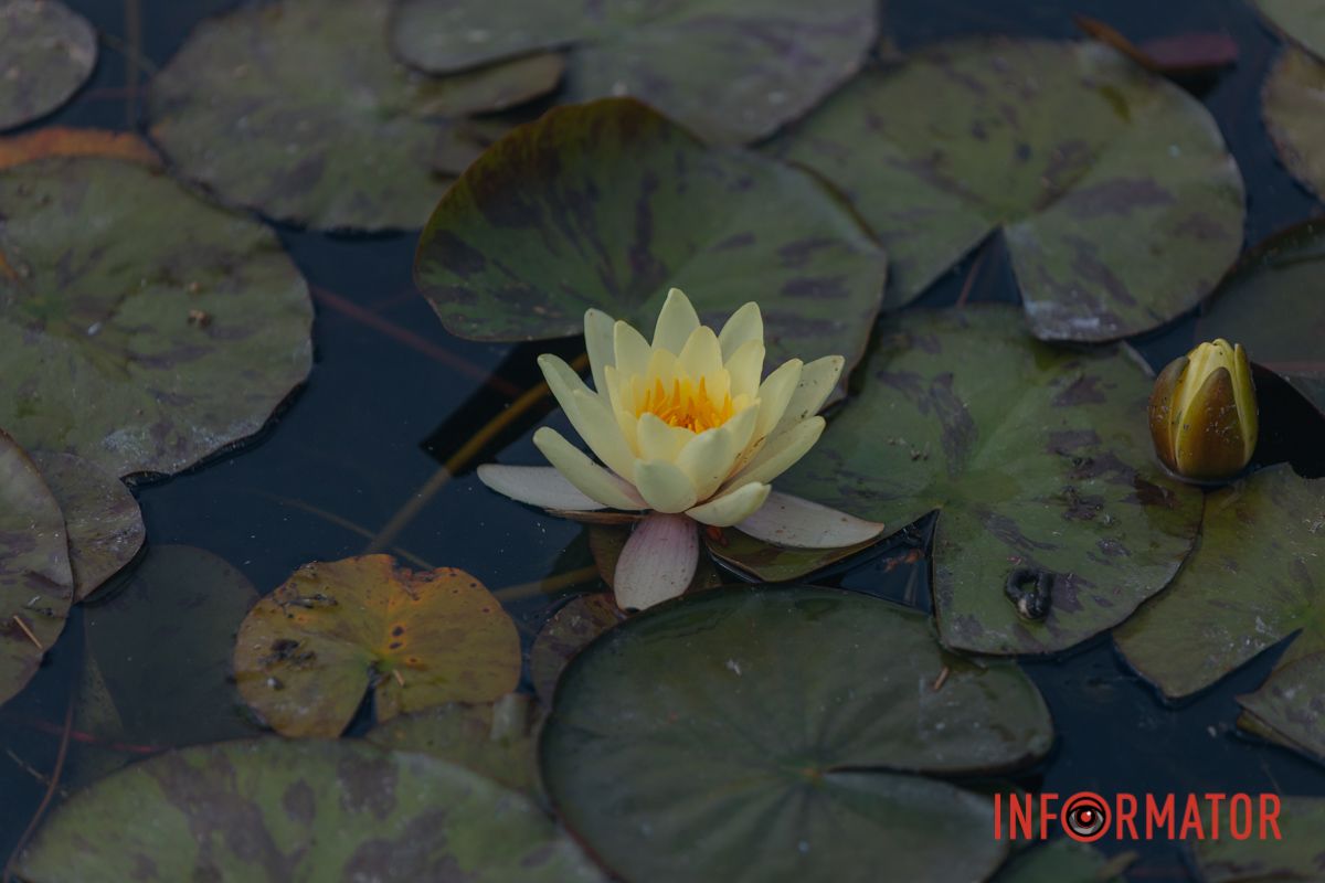 Казка на воді: у яхт-клубі “Січ” розкрились білі, рожеві та персикові лілії 93