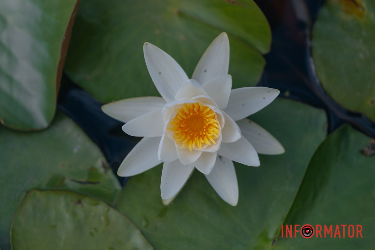 Казка на воді: у яхт-клубі “Січ” розкрились білі, рожеві та персикові лілії 94