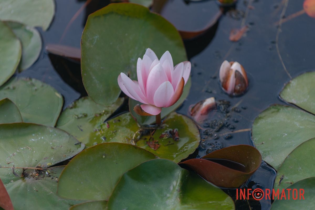 Казка на воді: у яхт-клубі “Січ” розкрились білі, рожеві та персикові лілії 96