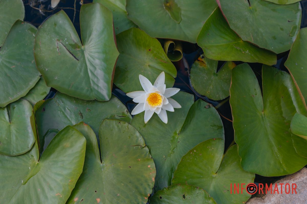 Казка на воді: у яхт-клубі “Січ” розкрились білі, рожеві та персикові лілії 97