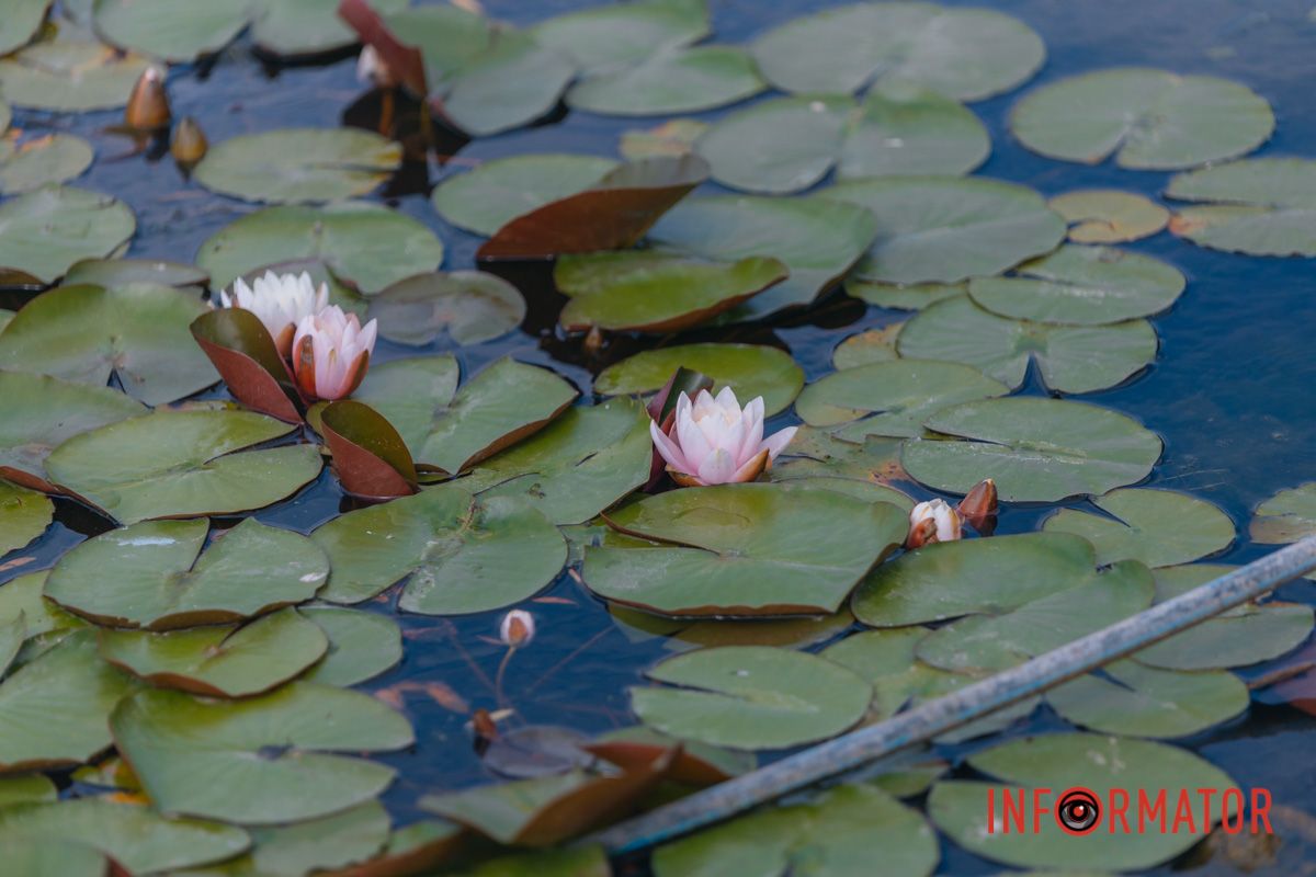 Казка на воді: у яхт-клубі “Січ” розкрились білі, рожеві та персикові лілії 98
