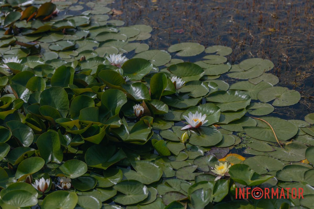 Казка на воді: у яхт-клубі “Січ” розкрились білі, рожеві та персикові лілії 99