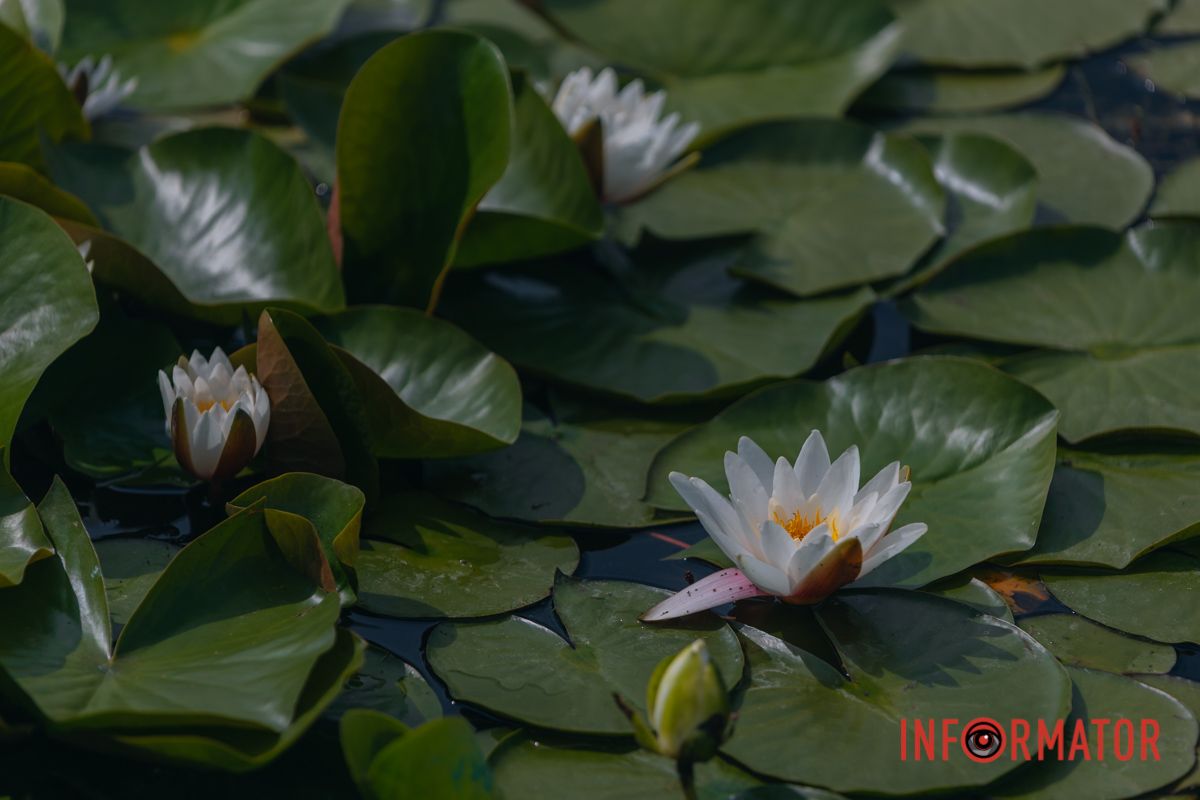 Казка на воді: у яхт-клубі “Січ” розкрились білі, рожеві та персикові лілії 100