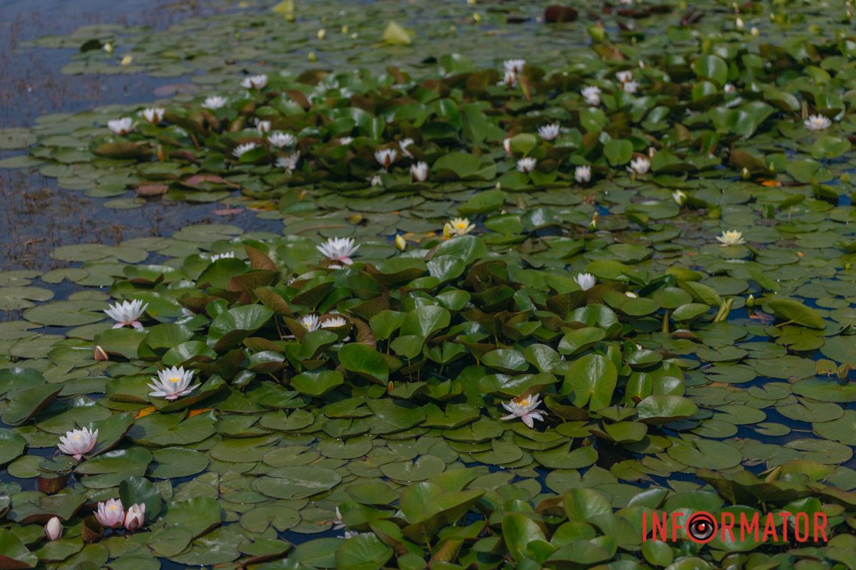 Казка на воді: у яхт-клубі “Січ” розкрились білі, рожеві та персикові лілії 101