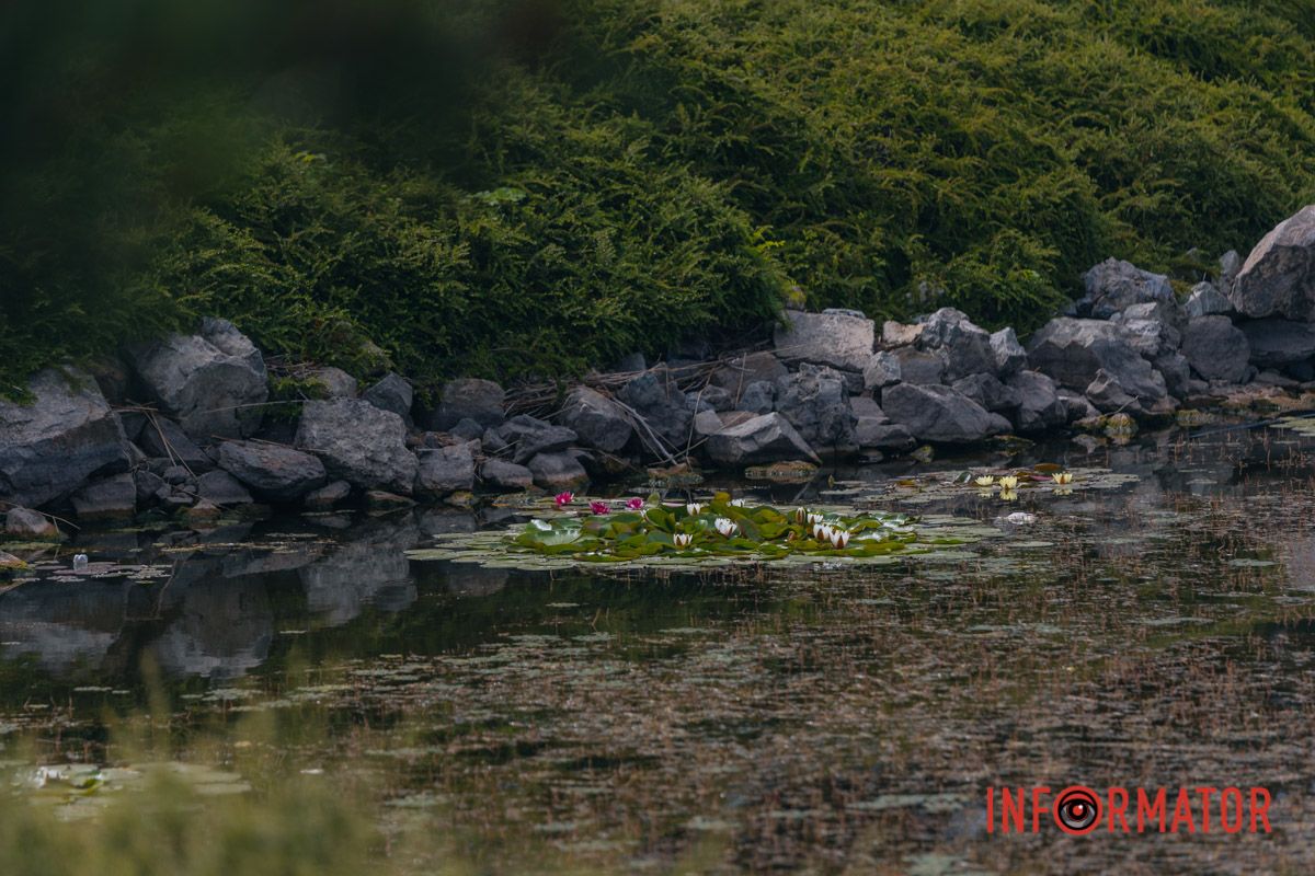 Казка на воді: у яхт-клубі “Січ” розкрились білі, рожеві та персикові лілії 103