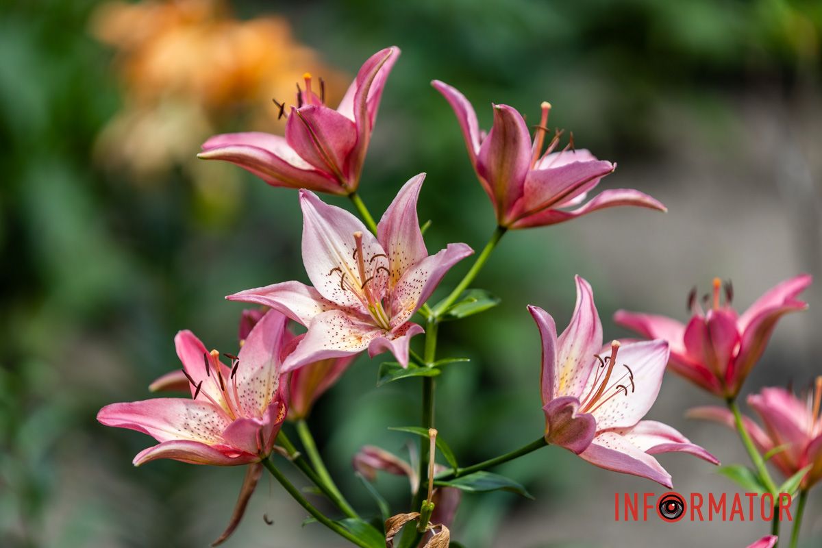 В парке Шевченко в Днепре появилась новая цветущая локация В парке Шевченко в Днепре появилась новая цветущая локация