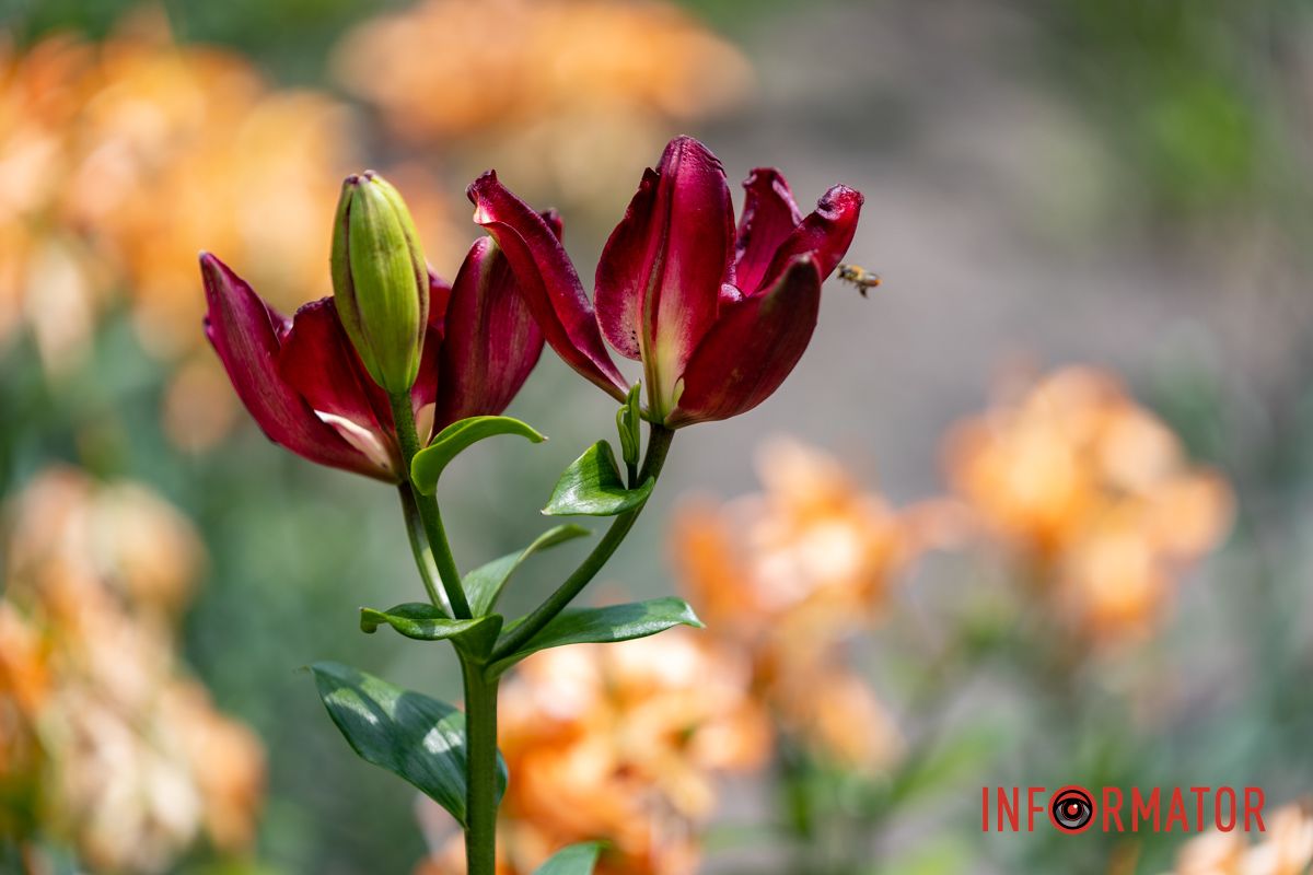 Здесь высадили более тысячи лилий, лилейников, роз и других многолетников. Здесь высадили более тысячи лилий, лилейников, роз и других многолетников.