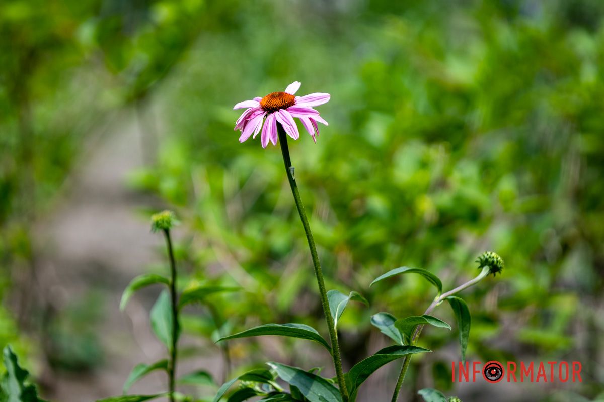 Это первая клумба в Днепре с таким количеством лилий в сочетании с разными растениями, цветущими в разные периоды. Это первая клумба в Днепре с таким количеством лилий в сочетании с разными растениями, цветущими в разные периоды.