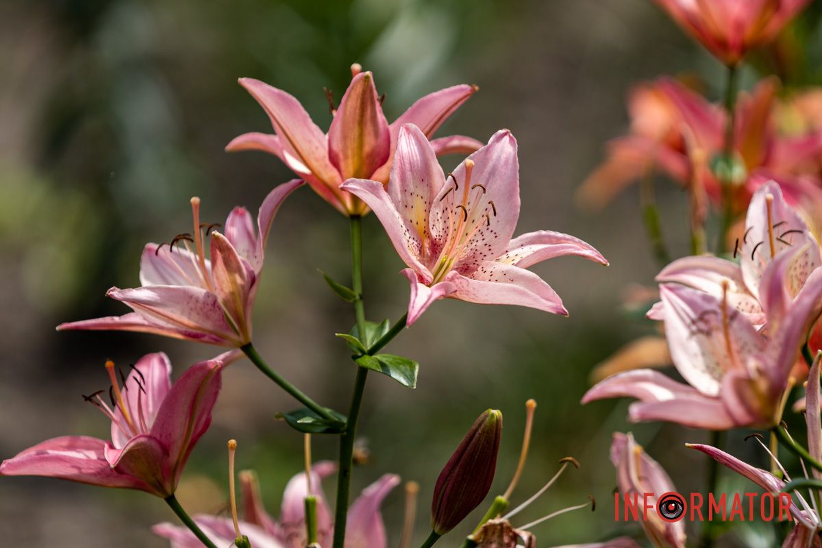 Благодаря этому она будет радовать глаз горожан все лето Благодаря этому она будет радовать глаз горожан все лето