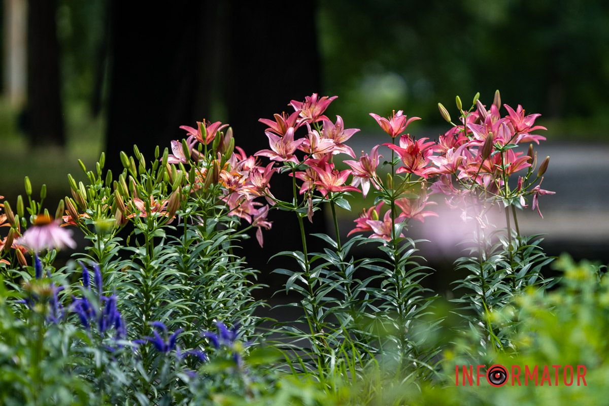 Клумбы обустроили осенью прошлого года Клумбы обустроили осенью прошлого года