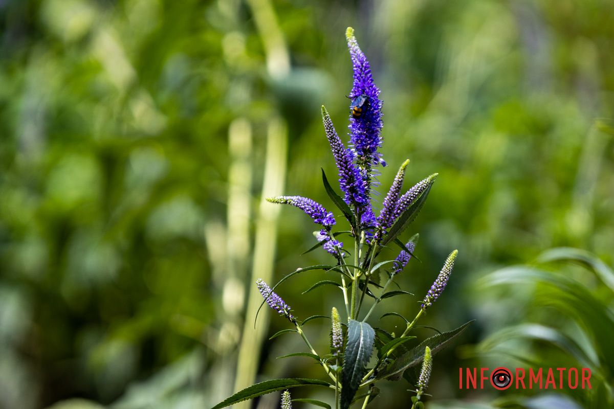 Раньше здесь был обычный газон Раньше здесь был обычный газон