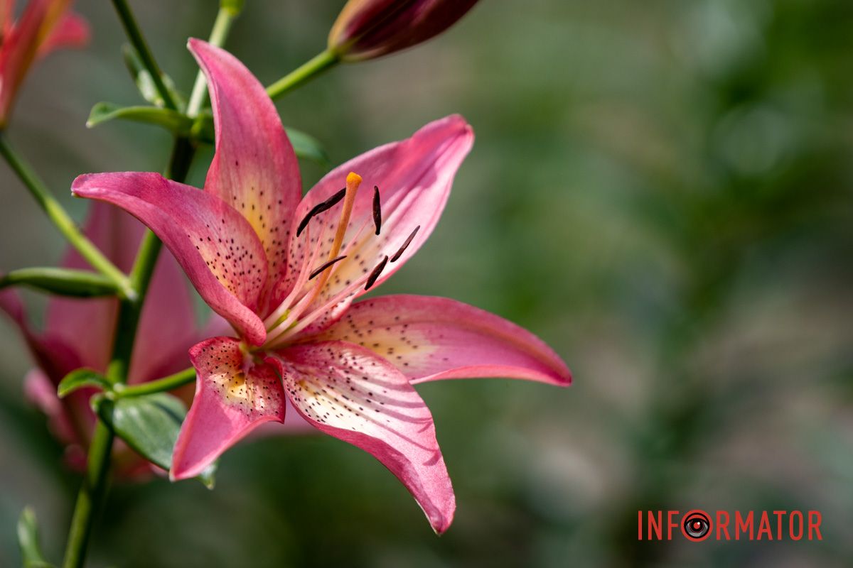 Коммунальщики обращаются к горожанам с просьбой не срывать цветы Коммунальщики обращаются к горожанам с просьбой не срывать цветы