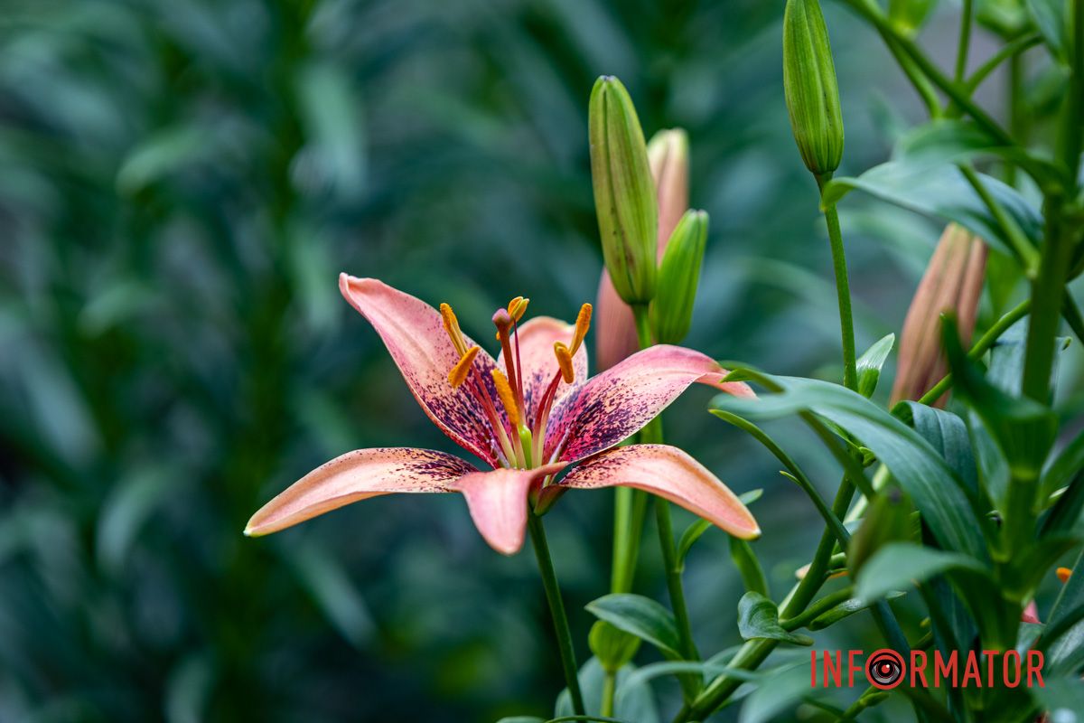 Операторы Информатора запечатлели для вас эту красоту Операторы Информатора запечатлели для вас эту красоту