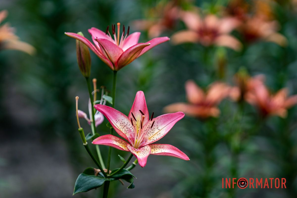 Фото: Дмитрий Дворский Фото: Дмитрий Дворский