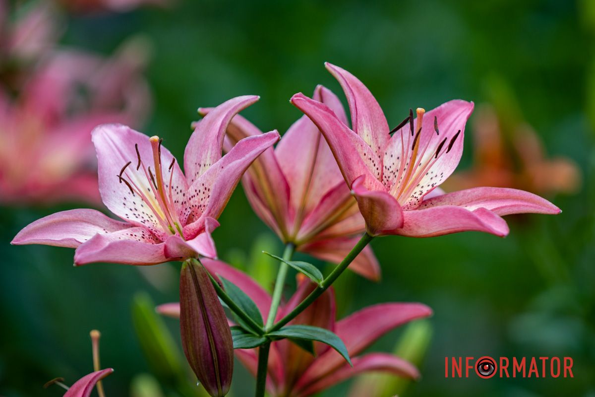 Какая красота Какая красота