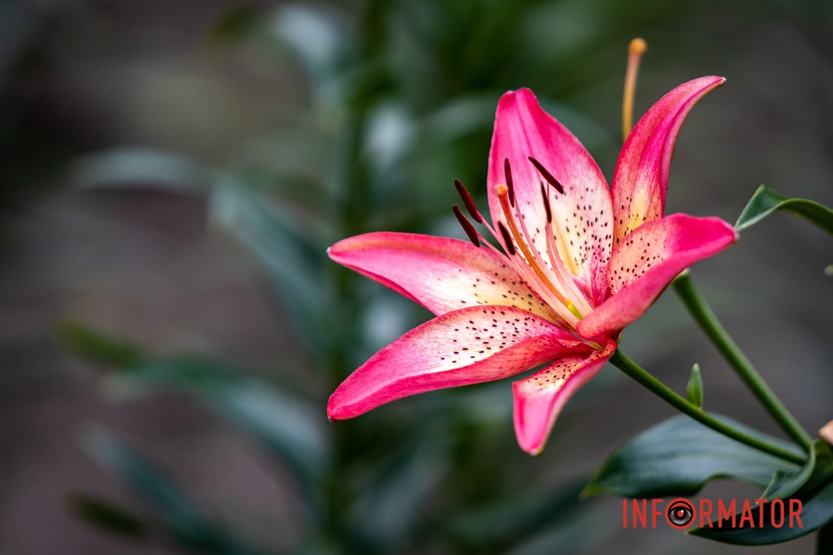 Красивые цветы Красивые цветы