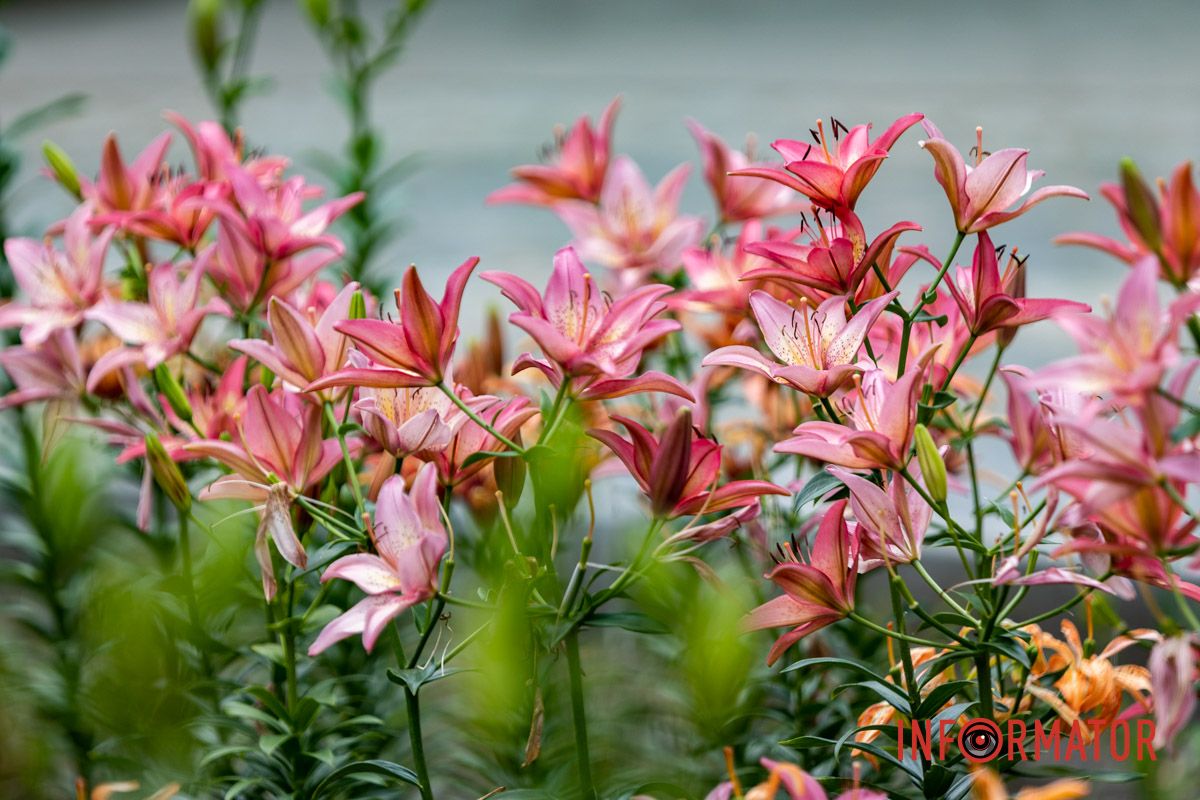 Лилии в парке Шевченко Лилии в парке Шевченко