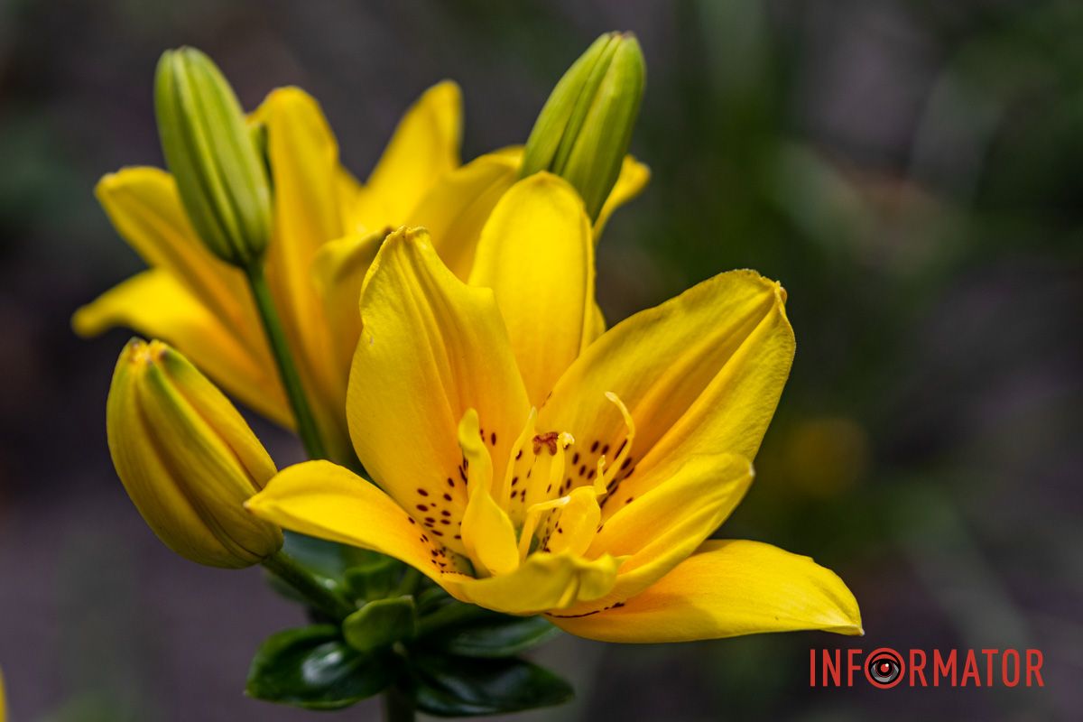 Золотая лилия Золотая лилия