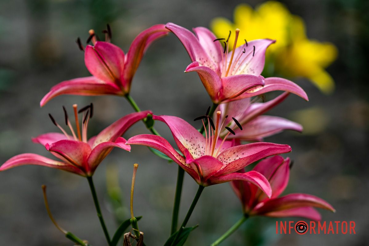 Ароматный Ароматный