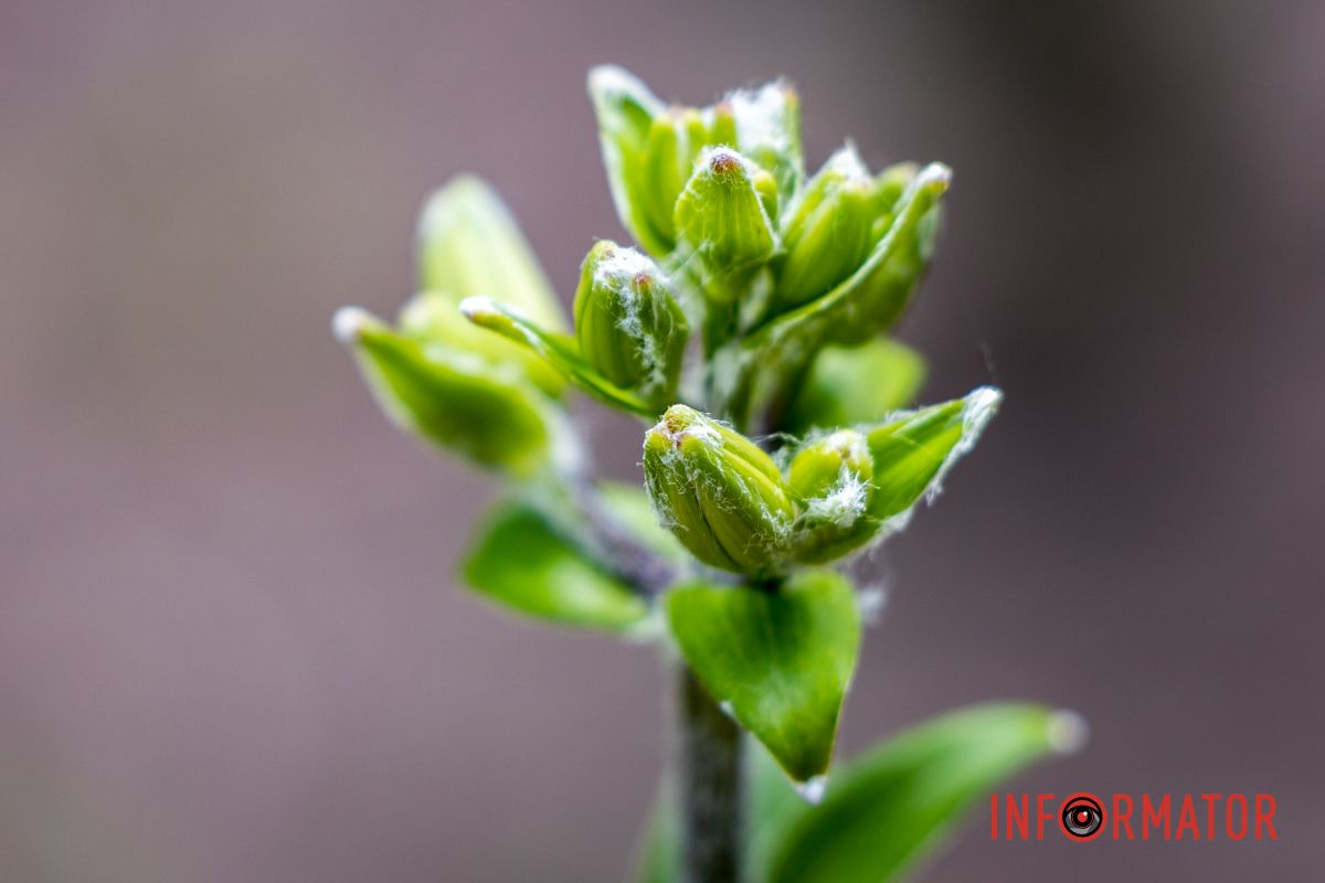 Днепр цветет Днепр цветет