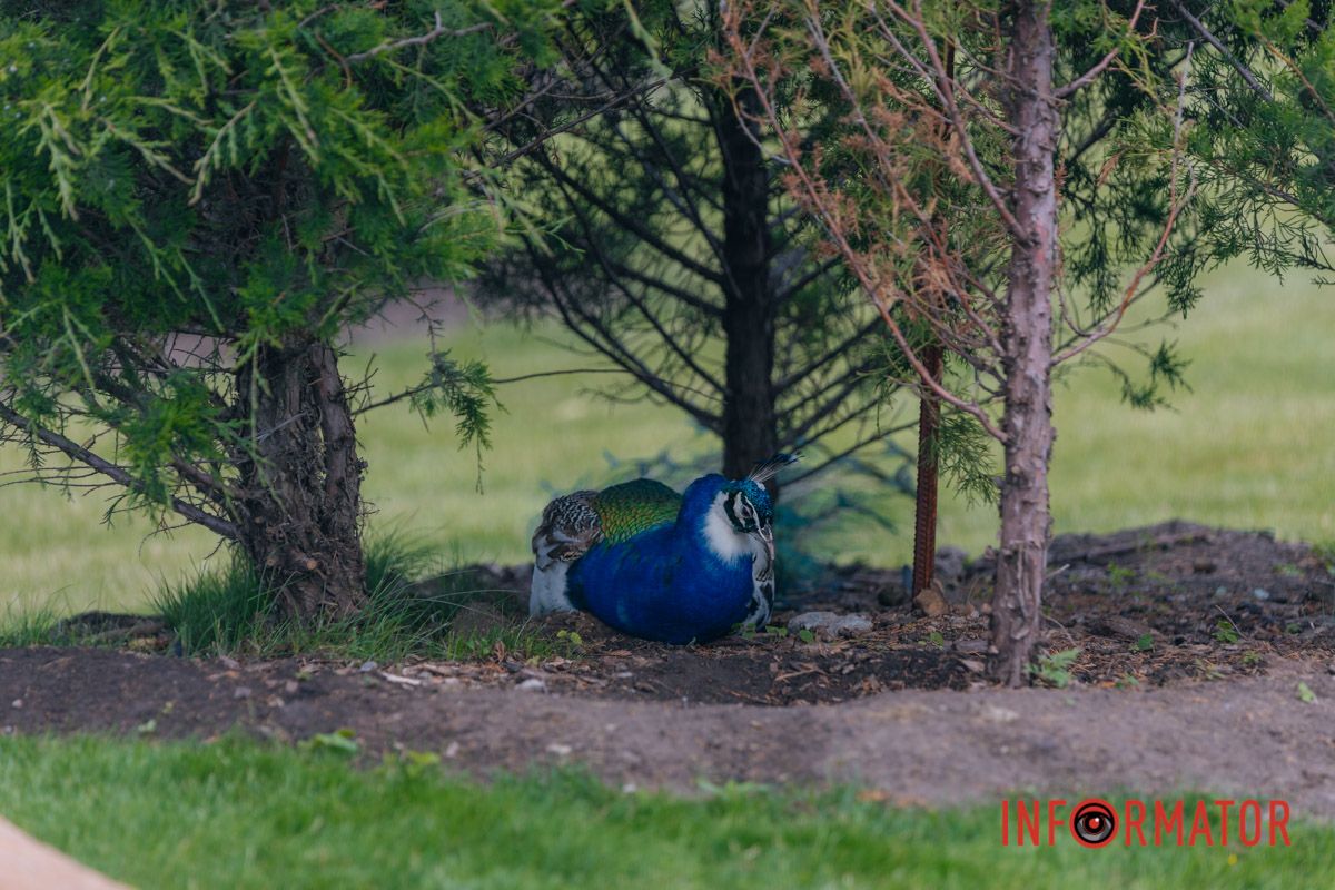 Яхт-клуб "Сечь" летом: уголок природы в сердце Днепра 6