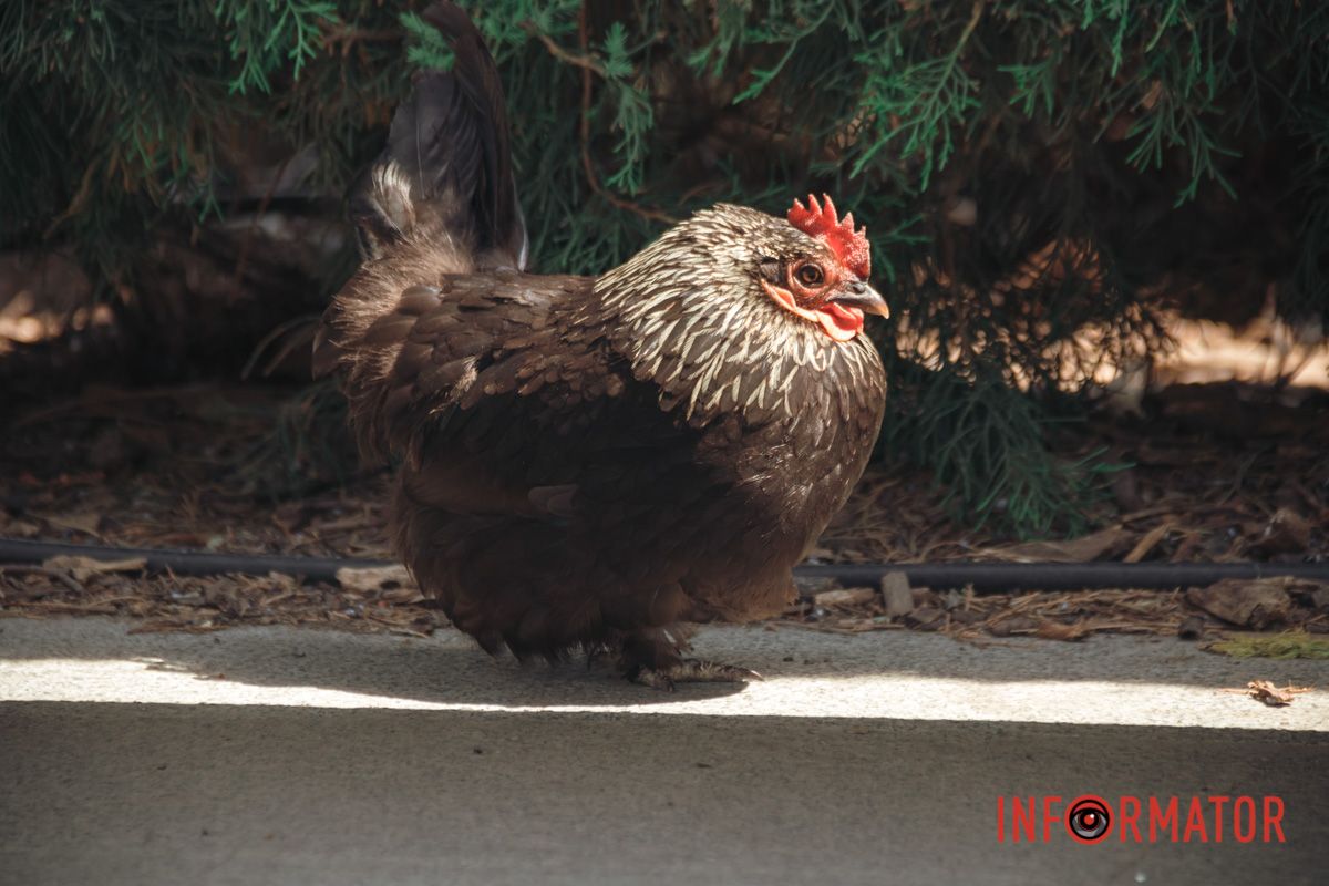 Яхт-клуб "Сечь" летом: уголок природы в сердце Днепра 7