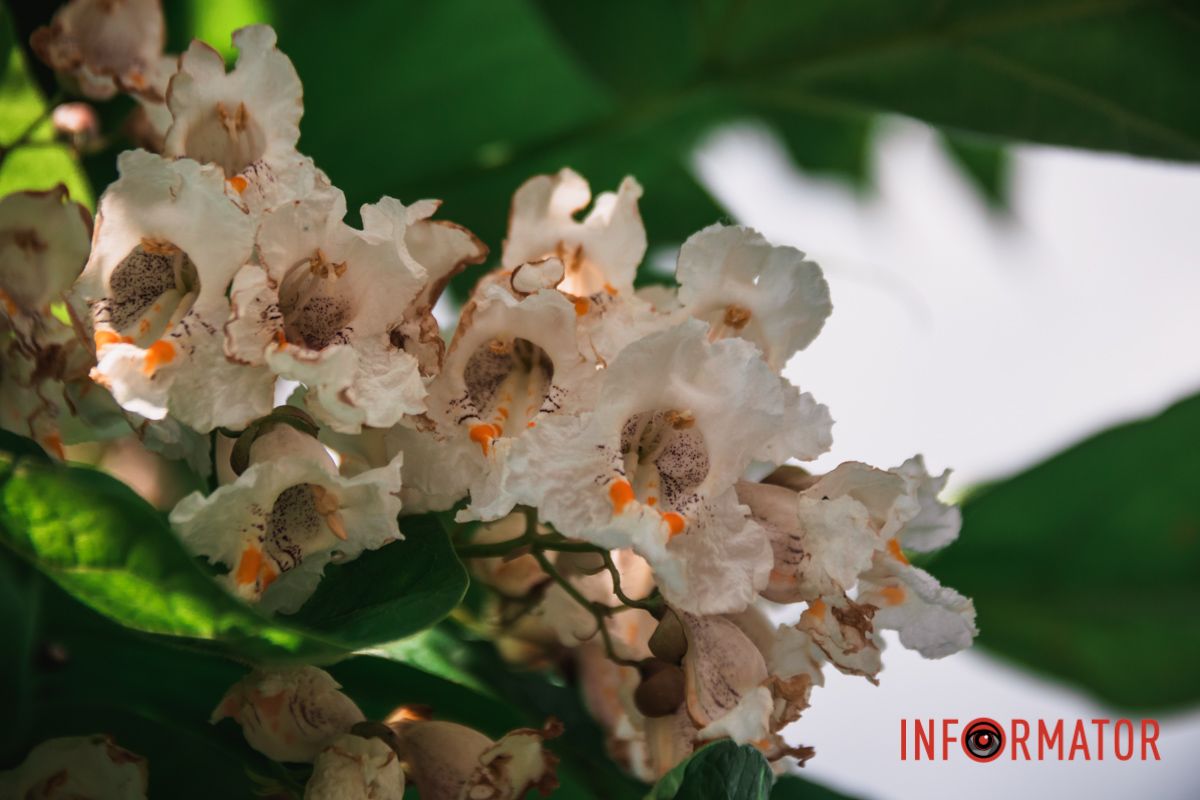 Яхт-клуб "Сечь" летом: уголок природы в сердце Днепра 11