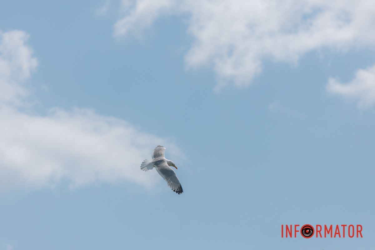 Яхт-клуб "Сечь" летом: уголок природы в сердце Днепра 12